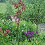 Rheum palmatum var. tanguticum