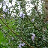 Rosmarinus officinalis