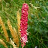 Sanguisorba officinalis  'Tanna'