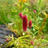 Sanguisorba officinalis  'Tanna'