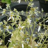 Saxifraga stolonifera var. cuscutiformis