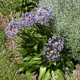 Scilla peruviana