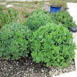 Sedum spectabile  'Iceberg'