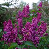 Syringa vulgaris  'Souvenir de Louis Spaeth'