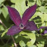 Clematis viticella  'Black Prince'