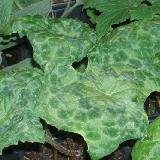 Podophyllum  'Spotty Dotty'