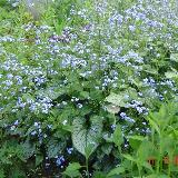 Brunnera macrophylla  'Jack Frost ®'