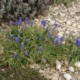 Muscari armeniacum 'Cantab'