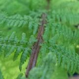 Athyrium filix-femina  'Lady In Red'