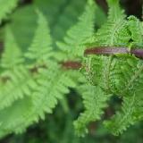 Athyrium filix-femina  'Lady In Red'