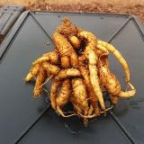 Mandragora officinarum