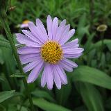 Aster koraiensis