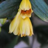 Tricyrtis ishiiana var.surugensis