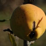 Chaenomeles thibetica