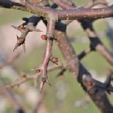 Chaenomeles thibetica