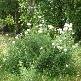 Romneya coulteri