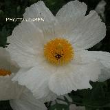 Romneya coulteri