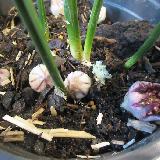 Aspidistra elatior  'Akebono'