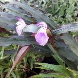 Roscoea purpurea  'Brown Peacock'