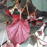 Begonia grandis subsp. evansiana  'Claret Jug'