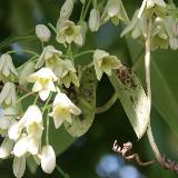 Holboellia latifolia