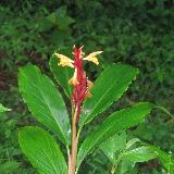 Cautleya spicata