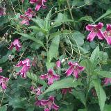 Clematis texensis  'Etoile Rose'