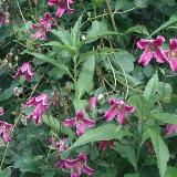 Clematis texensis  'Etoile Rose'