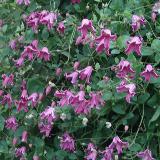 Clematis texensis  'Etoile Rose'