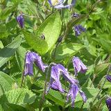 Clematis integrifolia