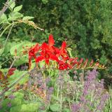 Crocosmia  'Lucifer'