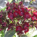 Dianthus barbatus  'Nigrescens'