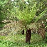 Dicksonia antarctica