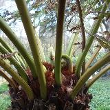 Dicksonia antarctica