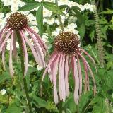 Echinacea pallida